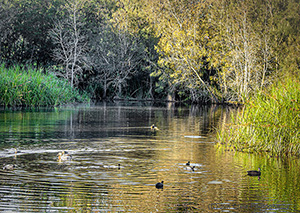 Ducks on Pond
